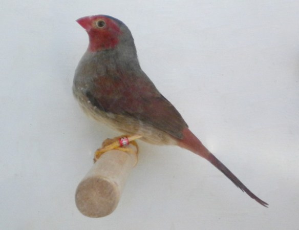 Diamante Fetonte ventre bianco (femmina)