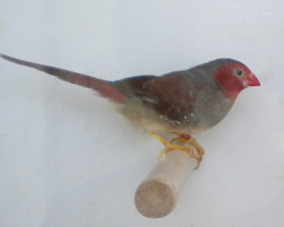 Diamante Fetonte ventre bianco (femmina)