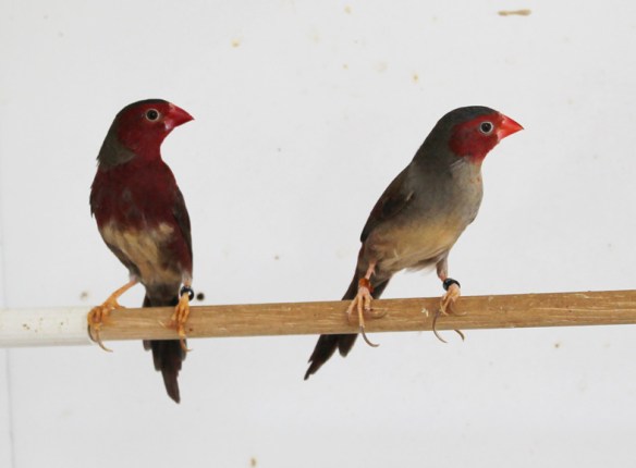 Diamante fetonte ventre bianco (coppia)