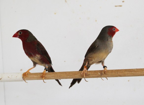 Diamante fetonte ventre bianco (coppia)