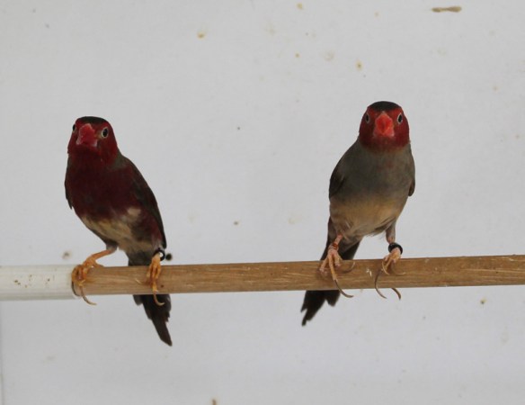 Diamante fetonte ventre bianco (coppia)