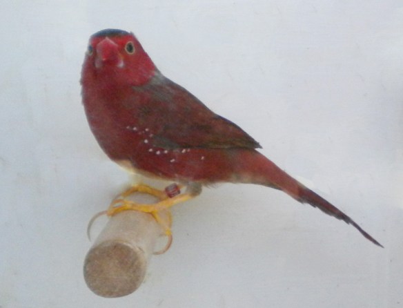 Diamante Fetonte ventre bianco (maschio)