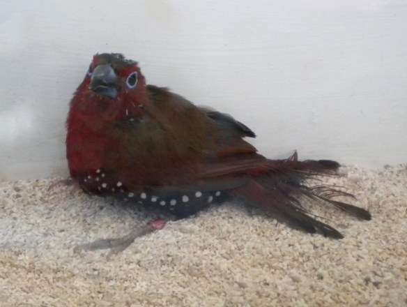 Amaranto Fiammante (maschio)