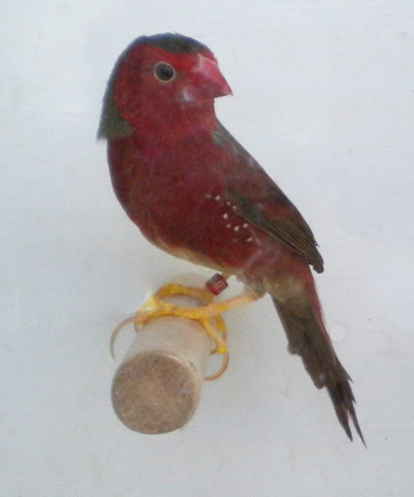 Diamante Fetonte ventre bianco (maschio)