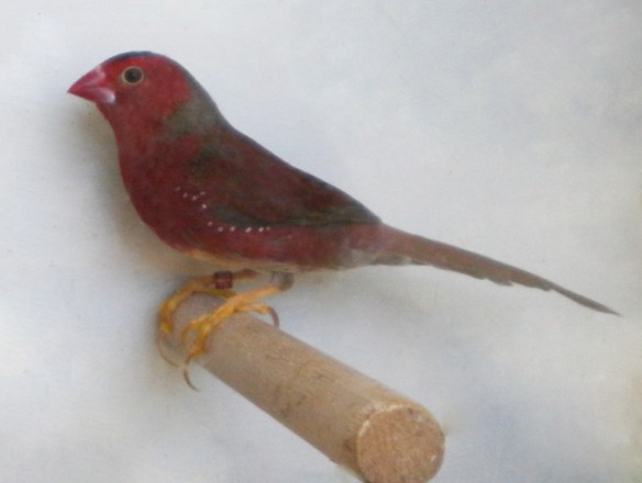 Diamante Fetonte ventre bianco (maschio)