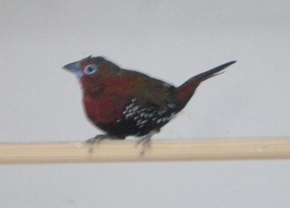 Amaranto Fiammante (maschio)