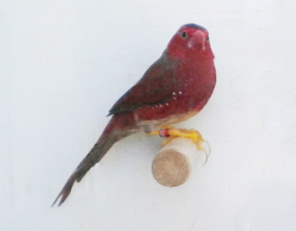 Diamante Fetonte ventre bianco (maschio)