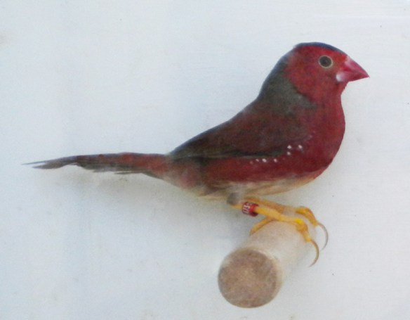 Diamante Fetonte ventre bianco (maschio)