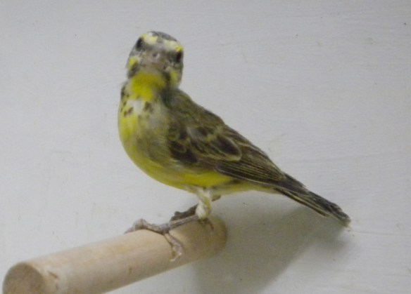 Canarino del Monzambico (femmina)
