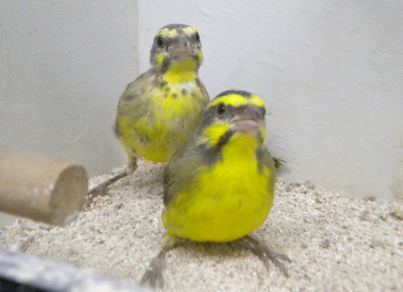 Canarino del Mozambico (coppia)