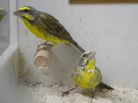 Canarino del Mozambico (coppia)