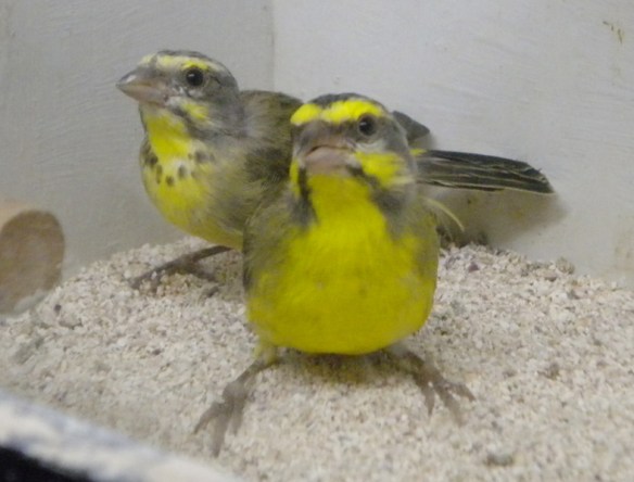 Canarino del Monzambico (coppia)