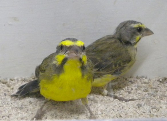 Canarino del Mozambico (coppia)