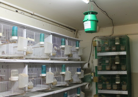 Trappola per farfalle posta in alto al centro dell'allevamento