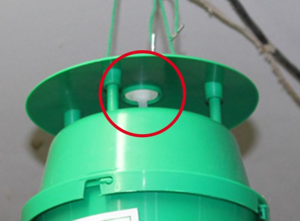 Nel cerchio rosso "esca" per Tignoria fasciata