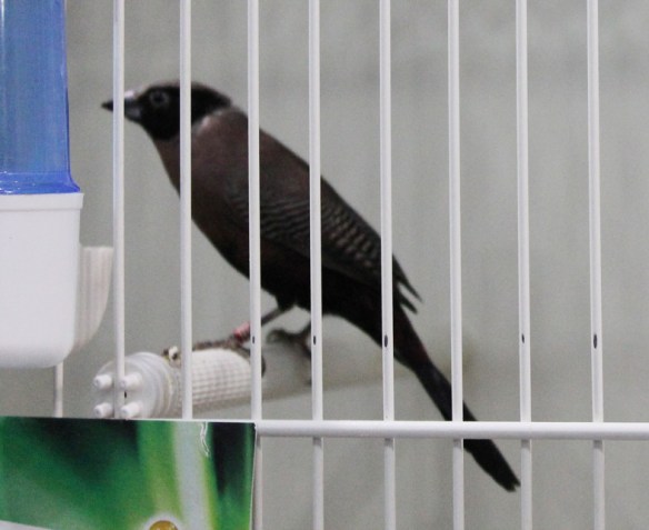 Estrilde guancia nera