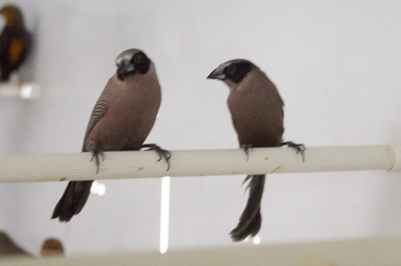 Estrilde guance nere (coppia)