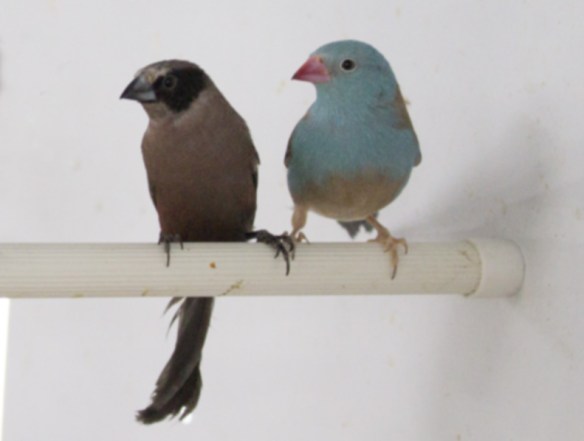 Estrilde guance nere (femmina)