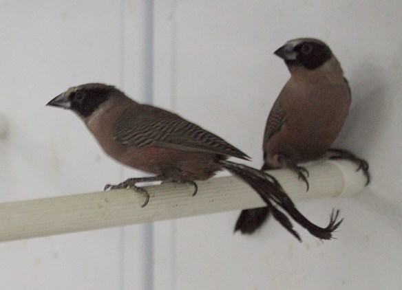 Estrilde guance nere (coppia)