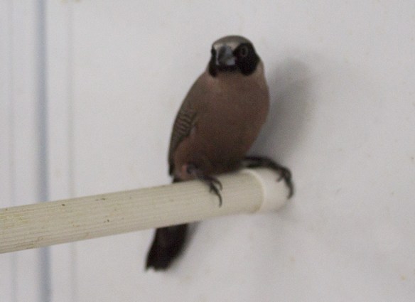 Estrilde guance nere (maschio)