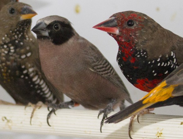 Estrilde guance nere (maschio)