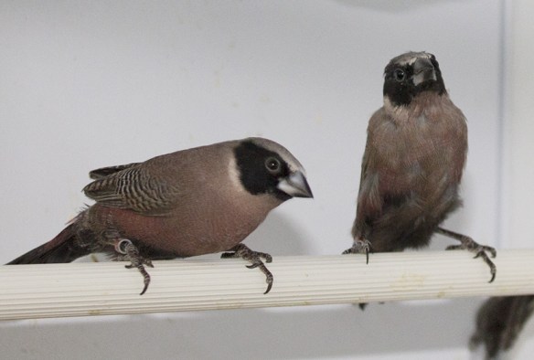 Estrilde guance nere (coppia)