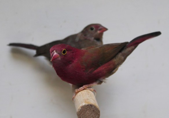 Amaranto del Senegal sott. ruberrima (coppia)