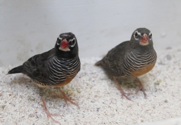 Astro quaglia (coppia)