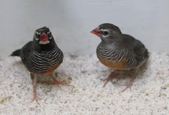 Astro quaglia (coppia)