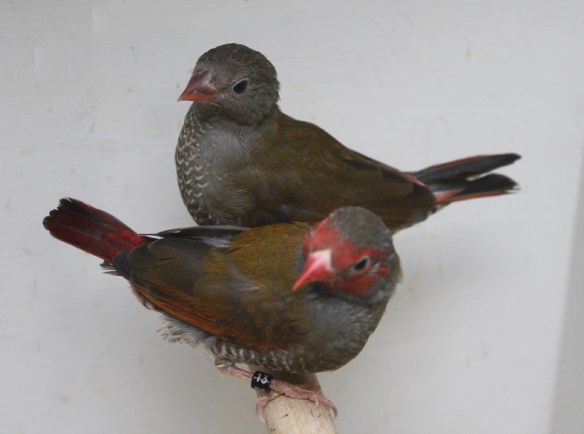 Astro dorso giallo (femmina)