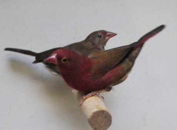 Amaranto del Senegal sott. ruberrima (coppia)