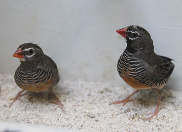 Astro quaglia (coppia)