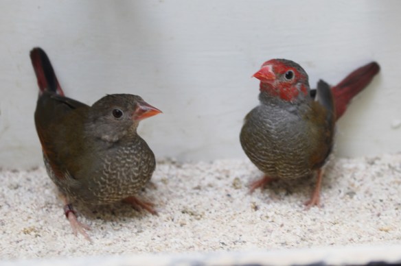 Astro dorso giallo (coppia)