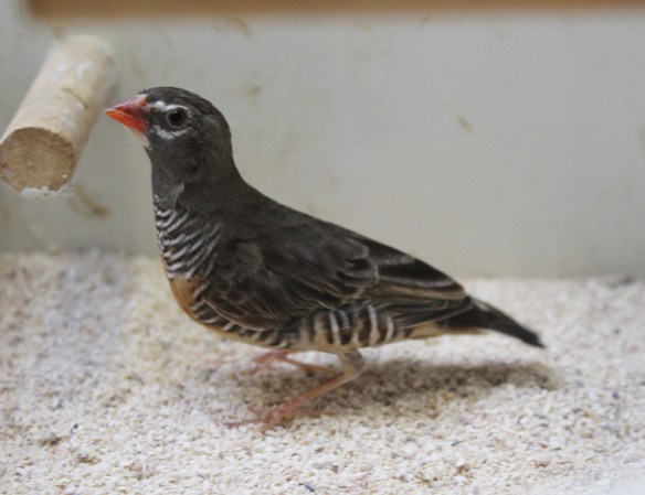 Astro quaglia (femmina)