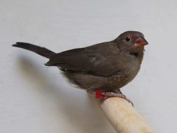 Amaranto del Senegal sott. ruberrima (femmina)