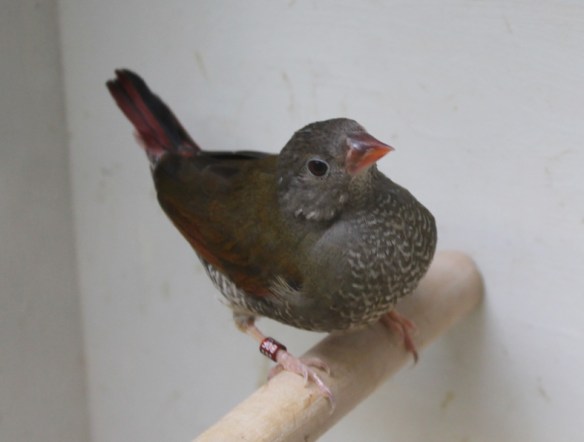 Astro dorso giallo (femmina)