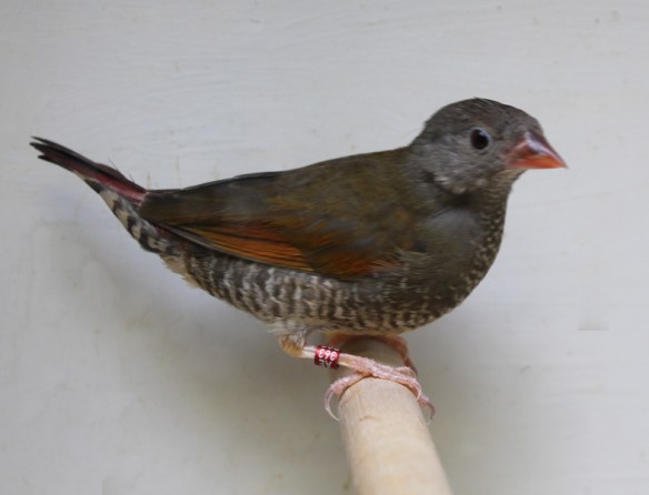 Astro dorso giallo (femmina)