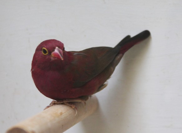 Amaranto del Senegal sott. ruberrima (femmina)