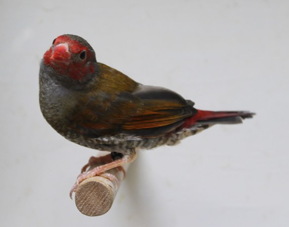 Astro dorso giallo (maschio)