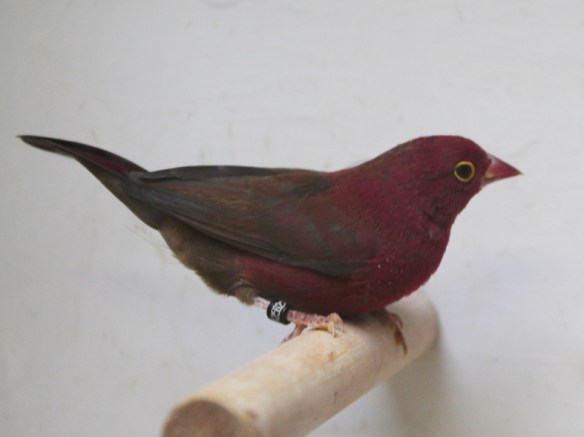 Amaranto del Senegal sott. ruberrima (maschio)