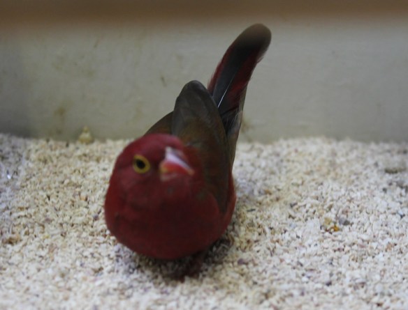 Amaranto del Senegal sott. ruberrima (maschio)