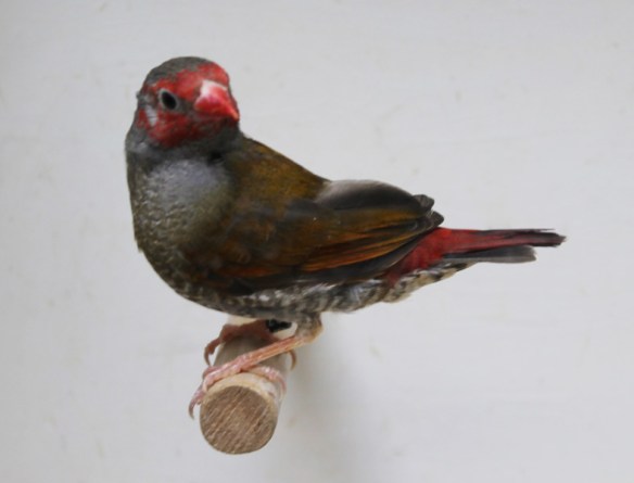 Astro dorso giallo (maschio)