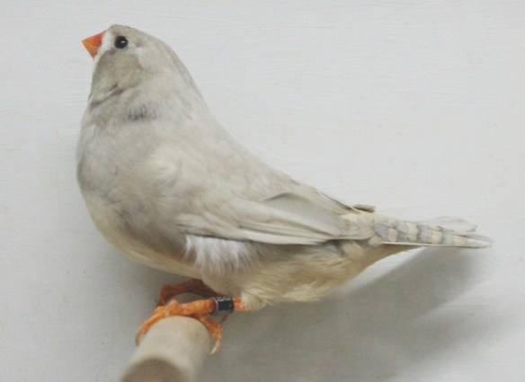 Grigio Diluito (femmina)