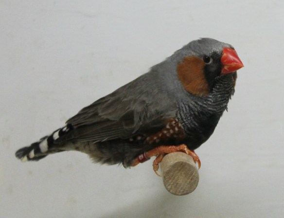 Grigio faccia nera (maschio)