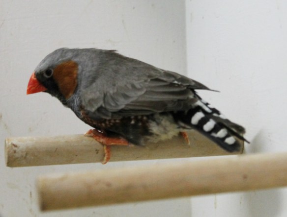 Grigio faccia nera (maschio)