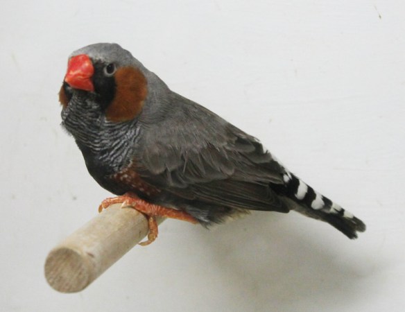 Grigio faccia nera (maschio)