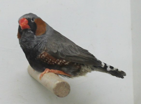 Grigio faccia nera (maschio)