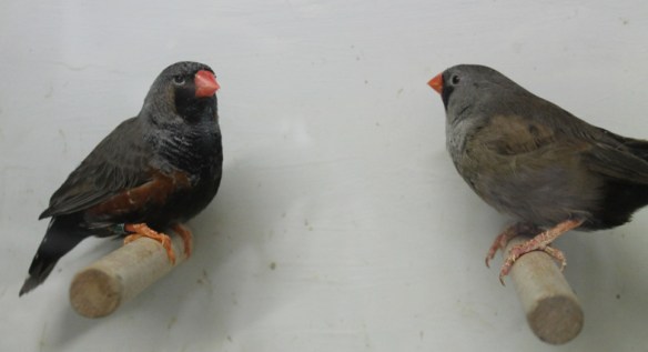 Grigio eumo (coppia)