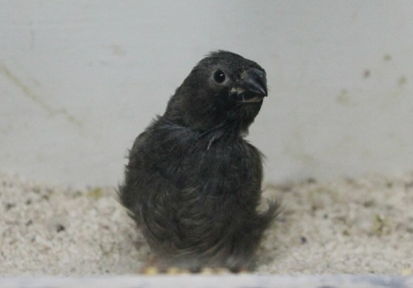 Grigio eumo (giovane maschio)