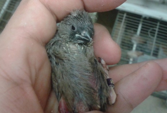 Pulcino grigio eumo (maschio)